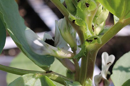 Luizen en mieren op tuinbonen