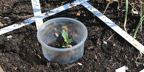Plastic bakje (zonder bodem!) als individuele slakken barriere