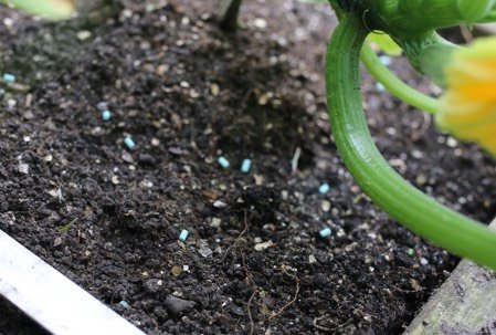 Een paar Escar-go slakkenkorrels onder de courgette