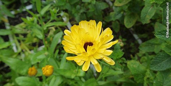 Mieren houden niet van goudsbloemen