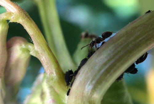 Mieren houden luizen als vee