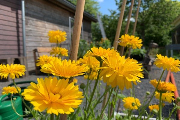 Goudsbloemen trekken zweefvliegen aan