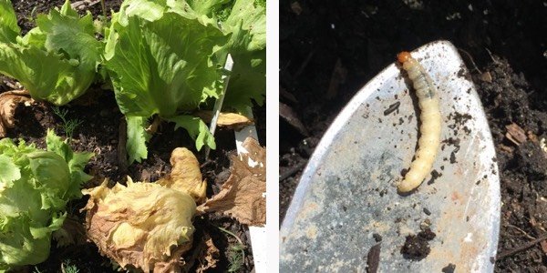 Verwelkt kropje sla en de boosdoener