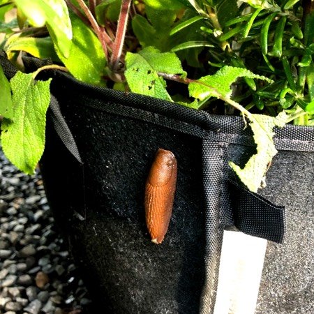 Gats: een slak op een MM-mini