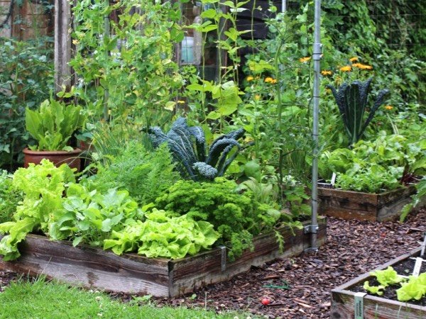 Makkelijke Moestuinbakken eind juni
