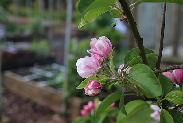 Bloeiend appelboompje bij de moestuin