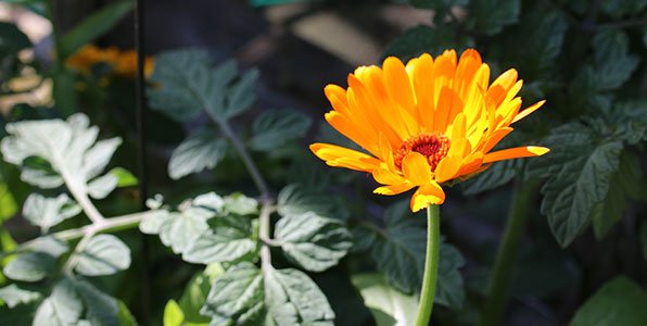 Goudsbloemen horen bij een moestuin