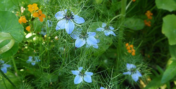 Juffertje-in-het-groen