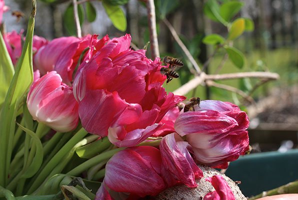 Bijen op een bos uitgebloeide tulpen