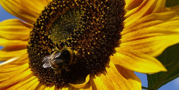 Hommel op een zonnebloem