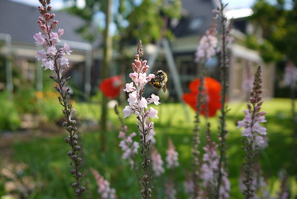 Bloemen in de moestuin