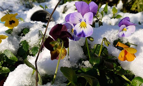 Viooltjes in de sneeuw