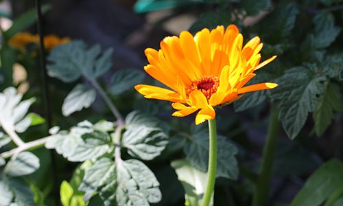 Goudsbloem in het vak van een tomaat