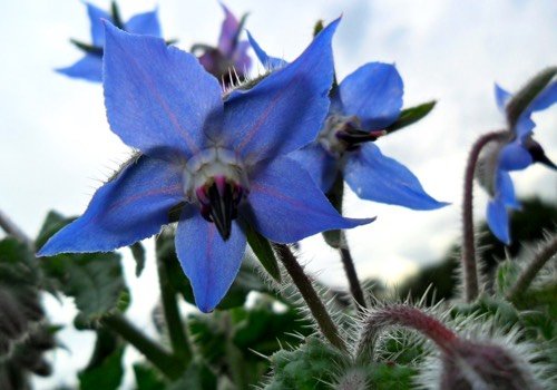 Komkommerkruid of borage