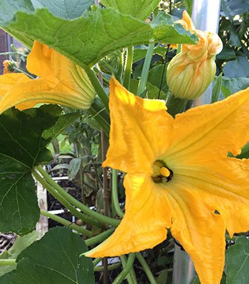 courgettebloemen