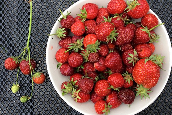 Grote en kleine aardbeien