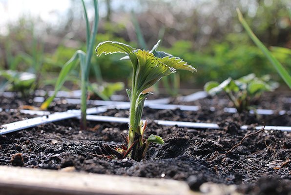 jong aardbeienplantje