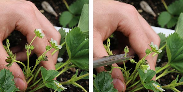 bloemen uitdunnen tot 3 per stengel