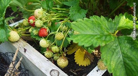 Veel kleine aardbeien