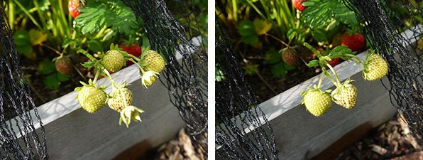 Vruchten en bloemen uitdunnen tot 3 per stengel
