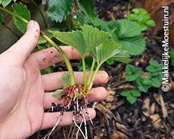 nieuw plantje met worteltjes