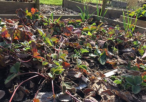 Verwaarloosde aardbeienbak in het voorjaar