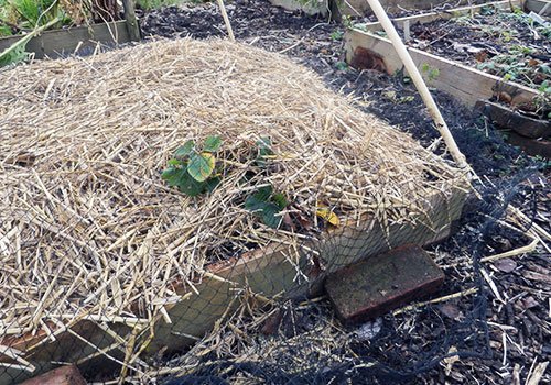 Stro als winterdekbedje voor aardbeien