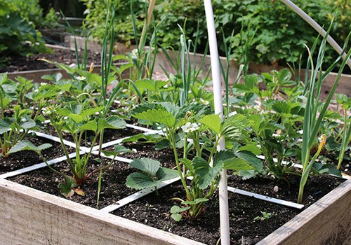 Mijn aardbeienbak half mei