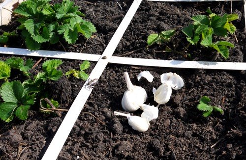 Knoflook poten tussen de aardbeiplantjes