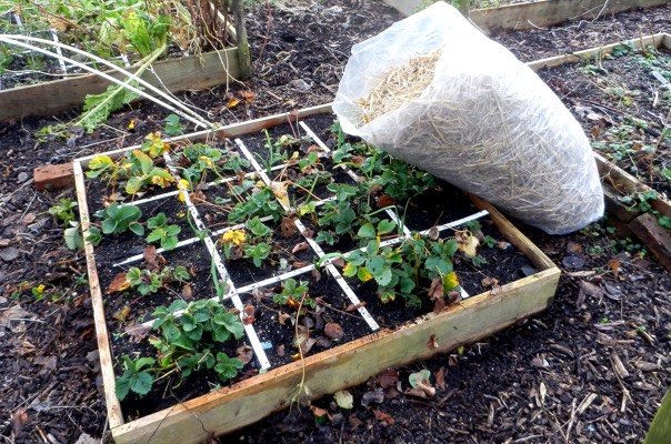 De zak stro bij de aardbeibak