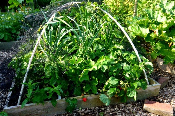 Stevige aardbeien en grote knoflookplanten - en onkruid ;-)