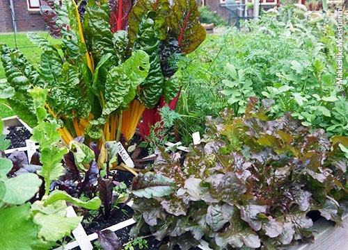 Bladgroentes: snijbiet, sla, bietenblad, rucola, wortelgroen