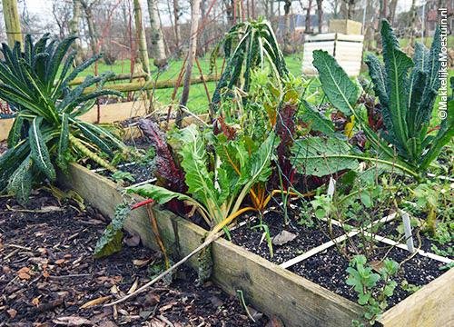 Palmkool, snijbiet en (op de voorgrond) munt