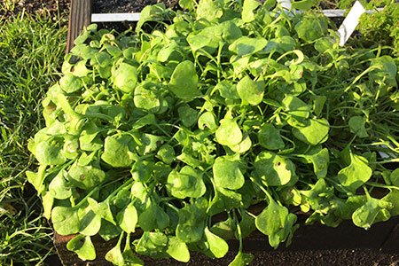 Winterpostelein voor groene smoothies
