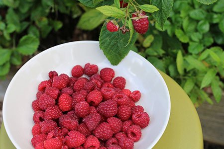Frambozen voor groene smoothies