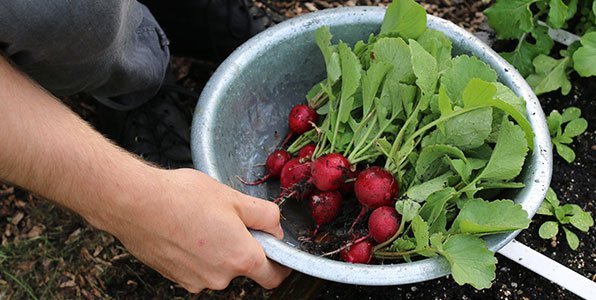 Koken met de hele radijs: inclusief het blad