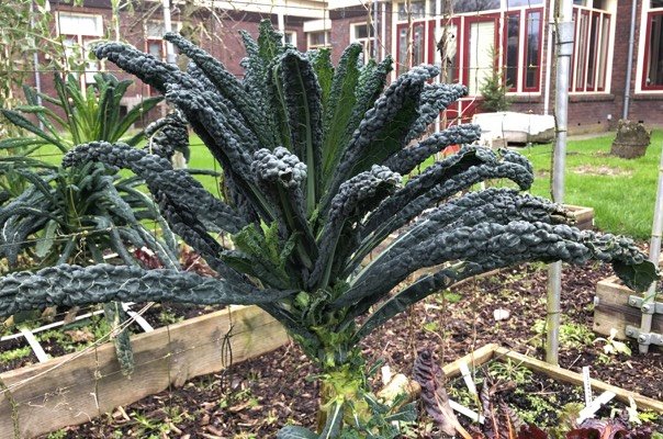 Palmkoolplant in januari