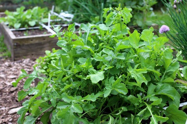 Uitgegroeide rucola in Makkelijke Moestuinbak