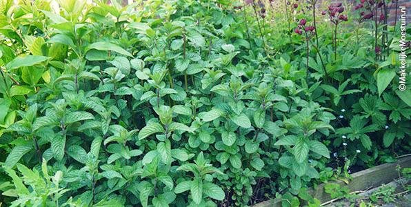 Munt: in één jaar van klein plantje naar megagroot