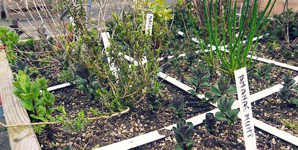 Munt woekert door de hele moestuinbak