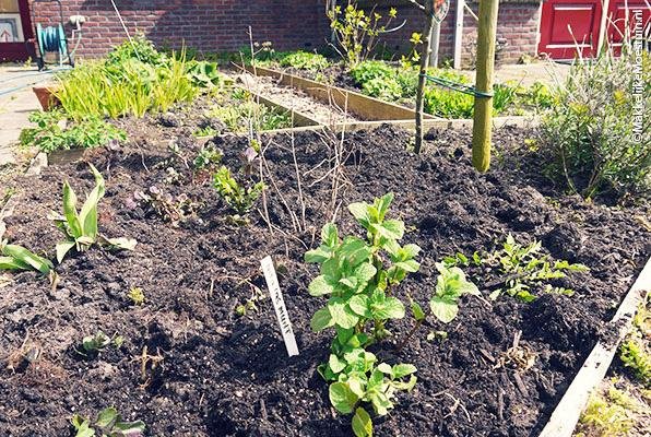 Uitlopers en plantjes van verschillende soorten munt in onze bordertuin