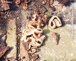 vreemde paddestoelen tussen tegels