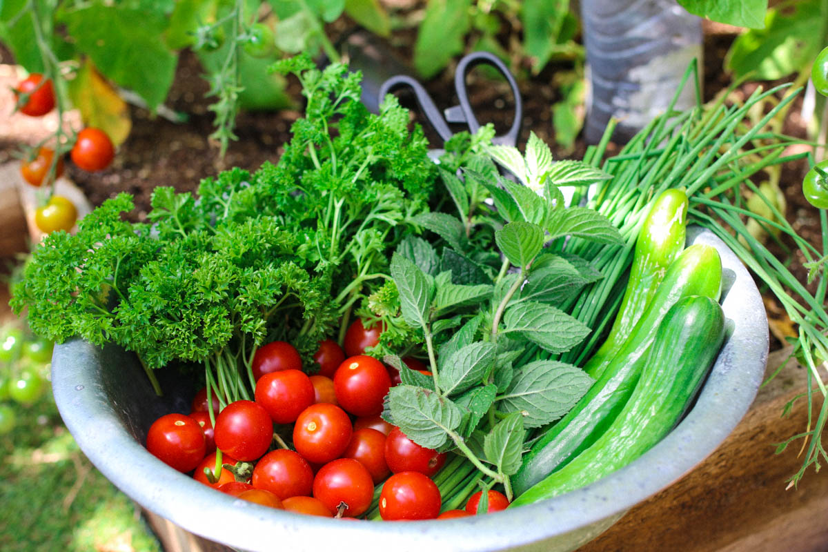 Oogsten uit de Makkelijke Moestuin