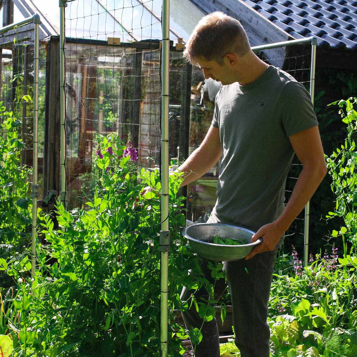 Jelle oogst in de Makkelijke Moestuin