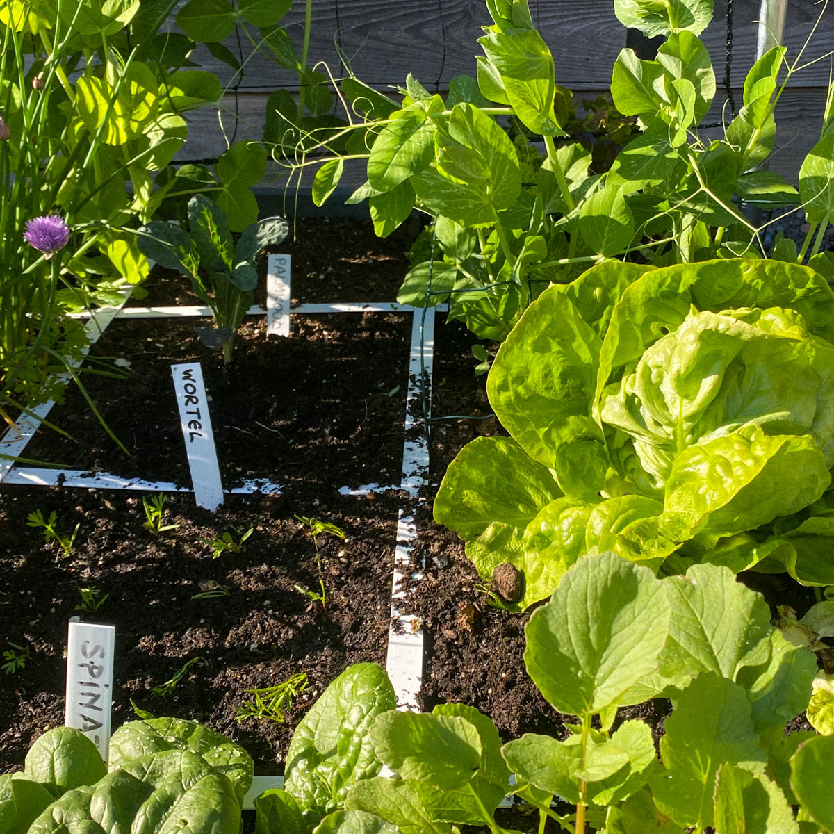 Zaaien met Makkelijke Moestuin systeem