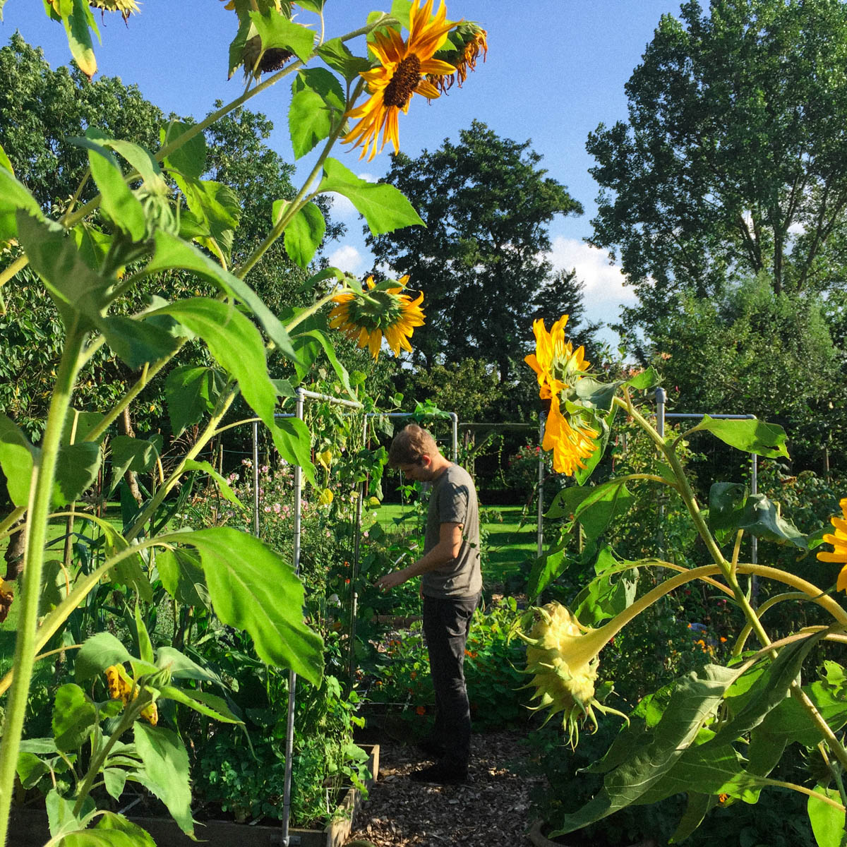 Makkelijke Moestuin vol zonnebloemen