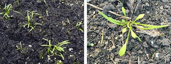 zaailingen na 12 dagen (links) en na 3 weken (rechts)