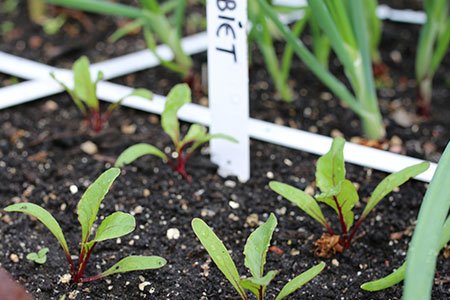 Kleine bietenplantjes