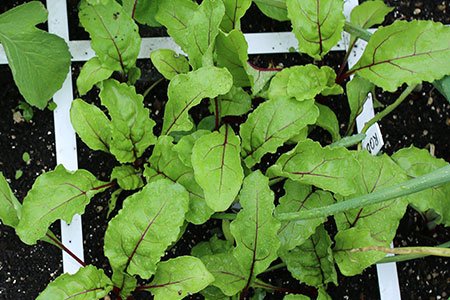 Bietenplantjes waar je blad van kan oogsten