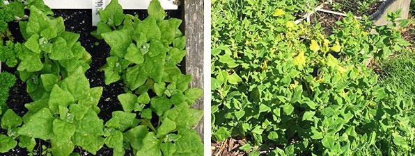 links: vier planten in juni - rechts: 2 planten in september
